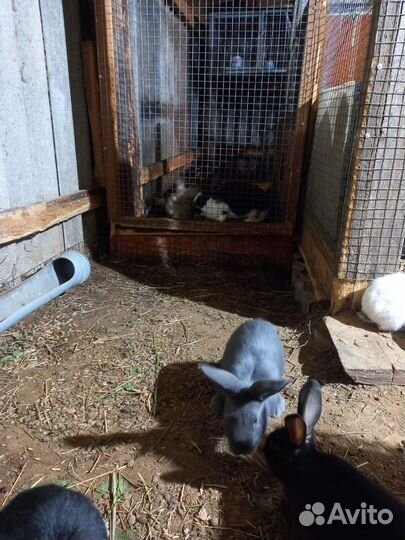 Калифорнийские кролики