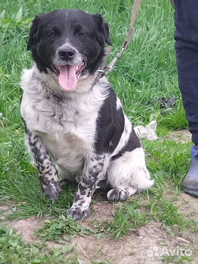 Филя в добрые руки