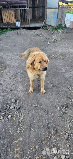 Лобрадор в добрые руки