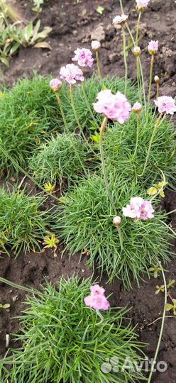 Армерия приморская