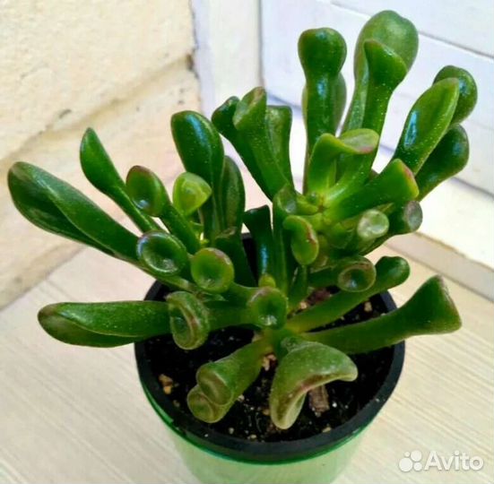 Крассула хоббит