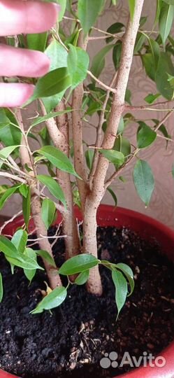 Фикус бенджамина большой