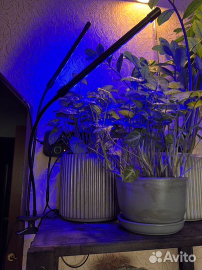 Фитолампа лампа для растений