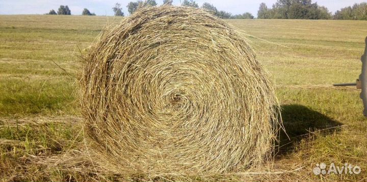 Сено в тюках от 200-250кк стандартные