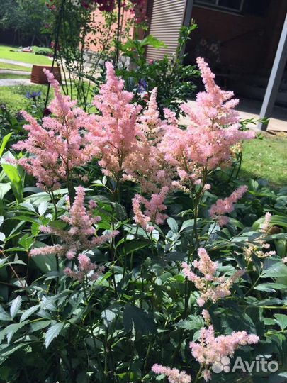 Флоксы, купена и другие растения