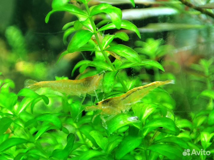 Аквариумные креветки Неокаридина жёлтый неон