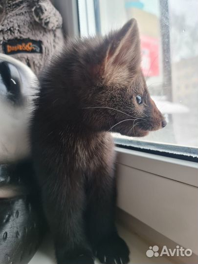 Домашний соболь, хорек