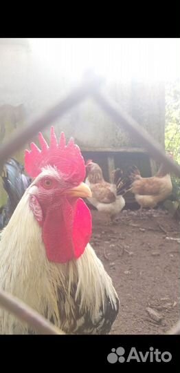 Загорская лосос. инкуб.яйцо