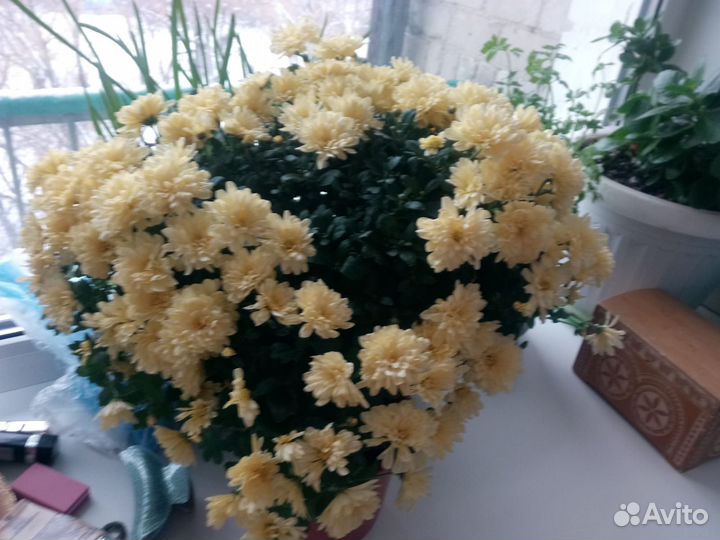 Черенки хризантемы