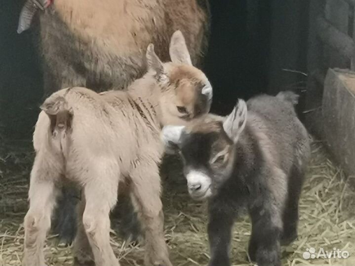 Камерунские козлята