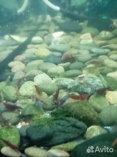 Аквариумные рыбки сомики коридос и креветки