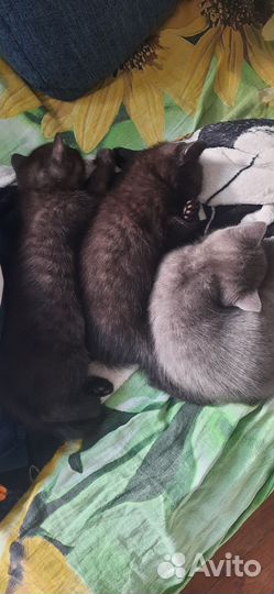 Милые котята