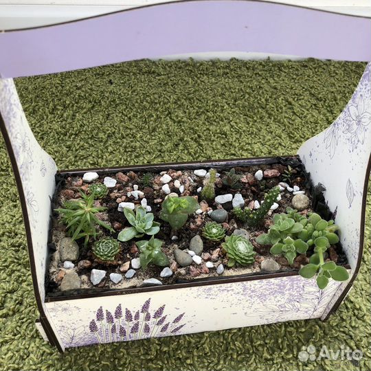 Флорариум суккуленты