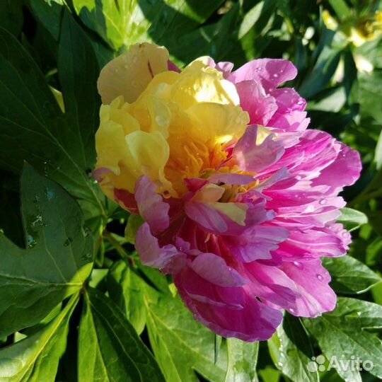 Ито пионы саженцы