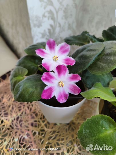 Фиалка сортовая, черенки, взрослые цветущие