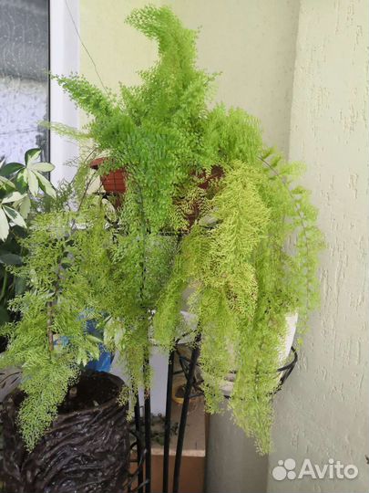 Папоротник кудрявый