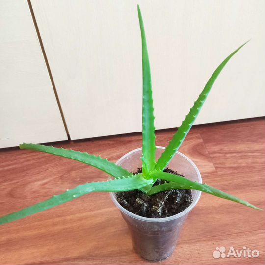 Пеперомия Толстянка Алоэ