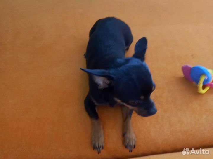 Мини той-терьер вязка