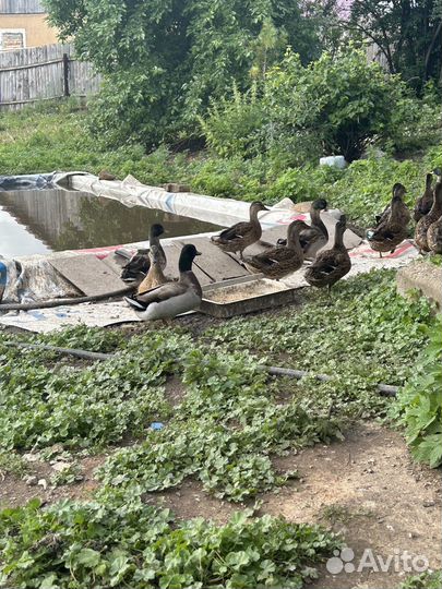 Подсадные утки