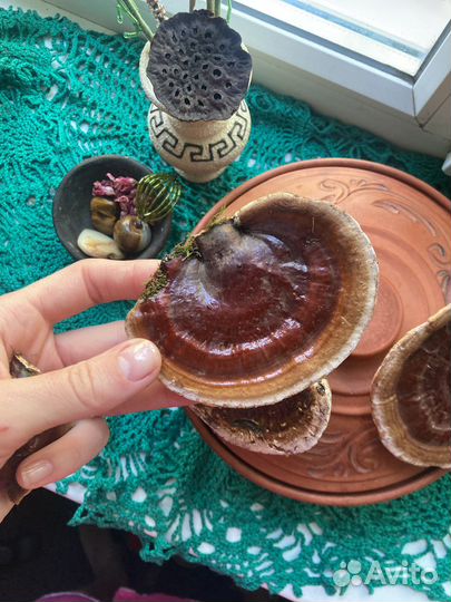 Целительный гриб Рейши