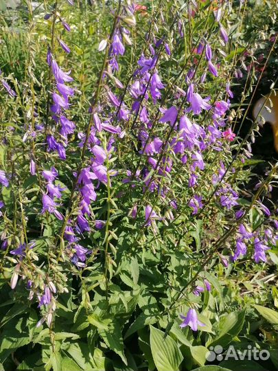 Седум, колокольчик, календулы, хоста