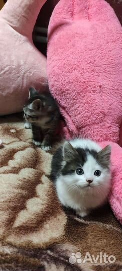 Котятки ищут семью