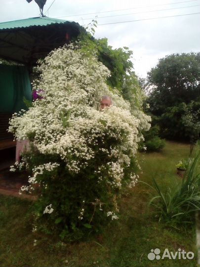 Клематис Белый