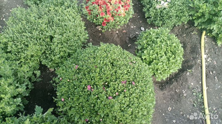 Цветы хризантемы