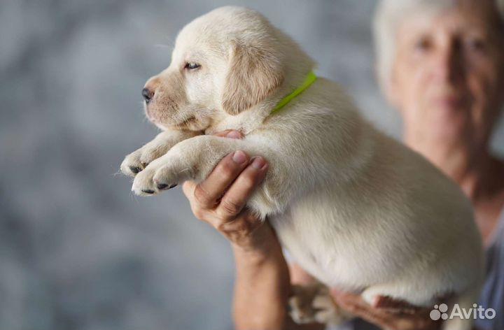 Лабрадор щенки
