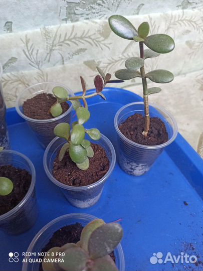 Денежное дерево