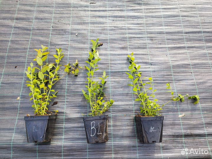 Саженцы голубики оптом