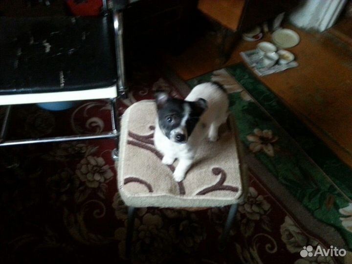 Очень маленькая девочка в добрые руки