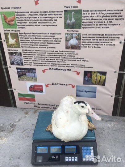 Куры молодки несушки, бройлеры, утки, муларды