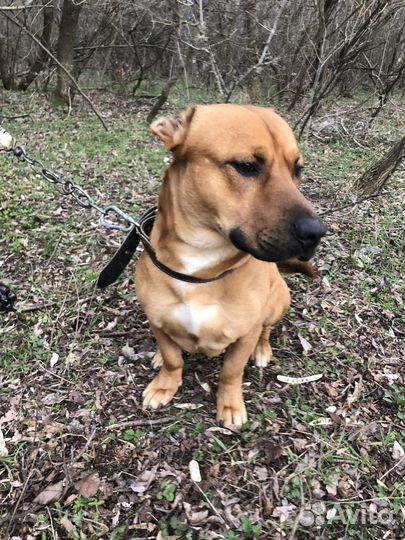 Питбуль помесь