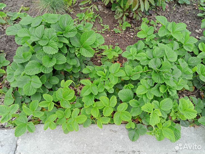 Молодые кустики Клубники