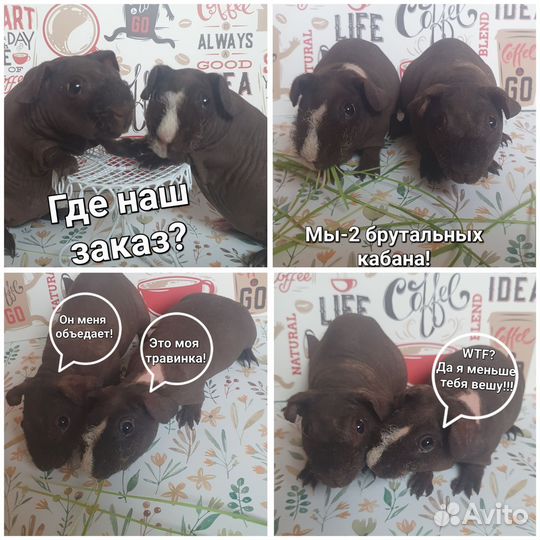 Морская свинка скинни