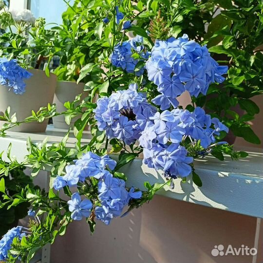 Свинчатка голубая или Плюмбаго. Редкие растения