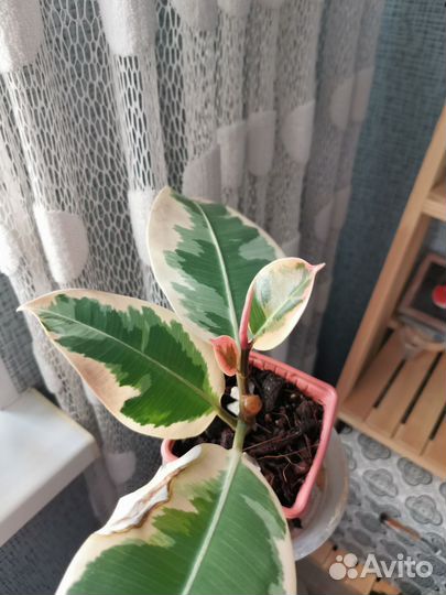 Фикус эластика тинеке