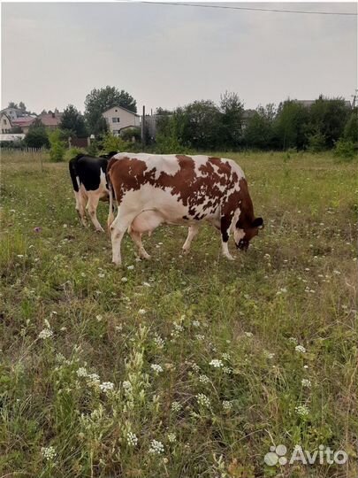 Корова стельная дойная