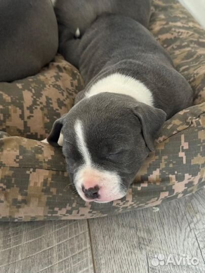 Щенки американского стаффордширского терьера аст