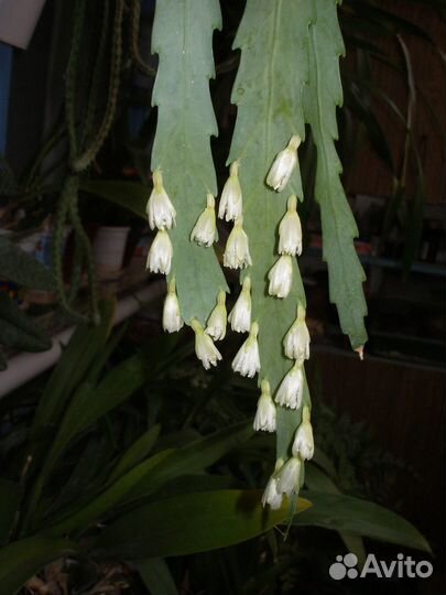 Комнатные домашние растения