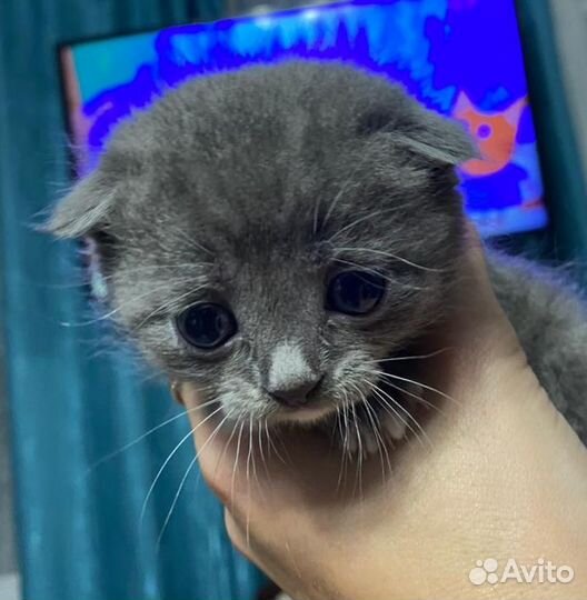 Отдам в хорошие руки