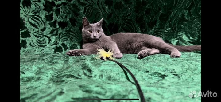 Марселю нужен дом