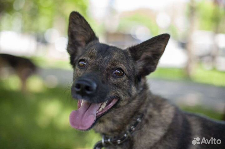 Метис бельгийской овчарки, бесплатно