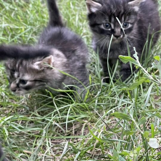 Котята милашки