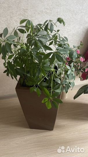 Шефлера детки