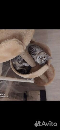 Шотландский кот вязка