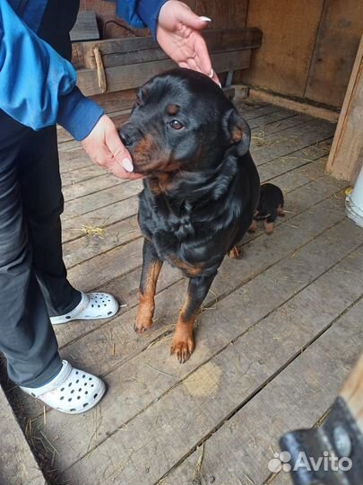 Щенки ротвейлера