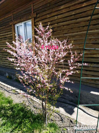 Саженцы кустарника миндаль