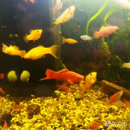 Мальки молинезии, улитки ампулярии